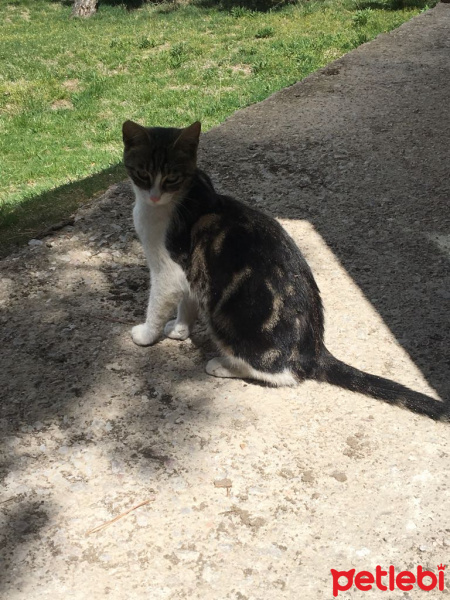 Tekir Kedi, Kedi  Venüs fotoğrafı