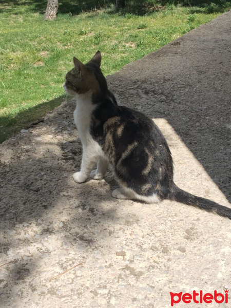 Tekir Kedi, Kedi  Venüs fotoğrafı