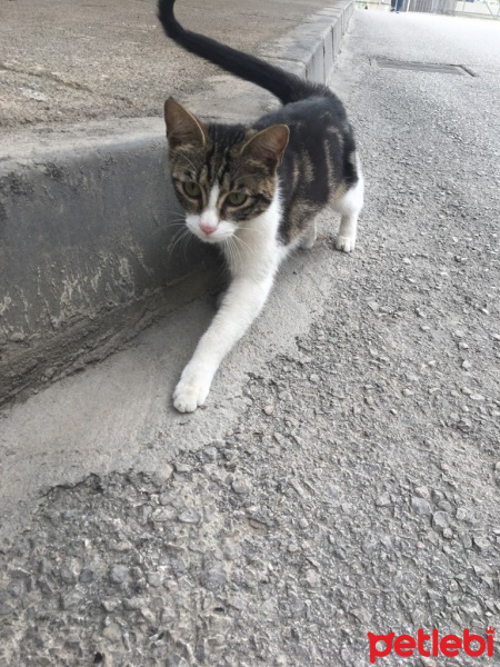 Tekir Kedi, Kedi  Venüs fotoğrafı