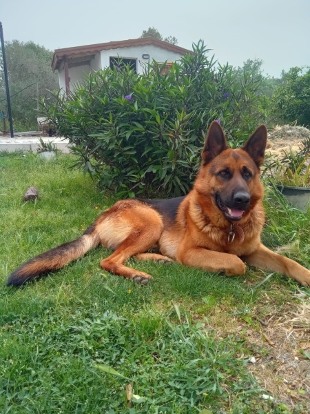 Alman Çoban Köpeği, Köpek  REX fotoğrafı