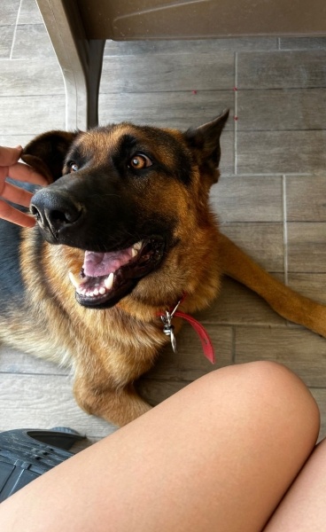 Alman Çoban Köpeği, Köpek  REX fotoğrafı