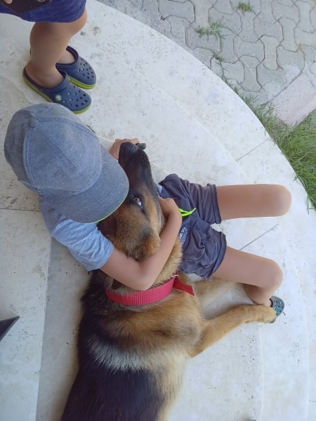 Alman Çoban Köpeği, Köpek  REX fotoğrafı