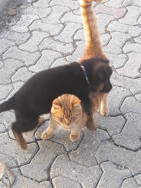 Alman Çoban Köpeği, Köpek  REX fotoğrafı