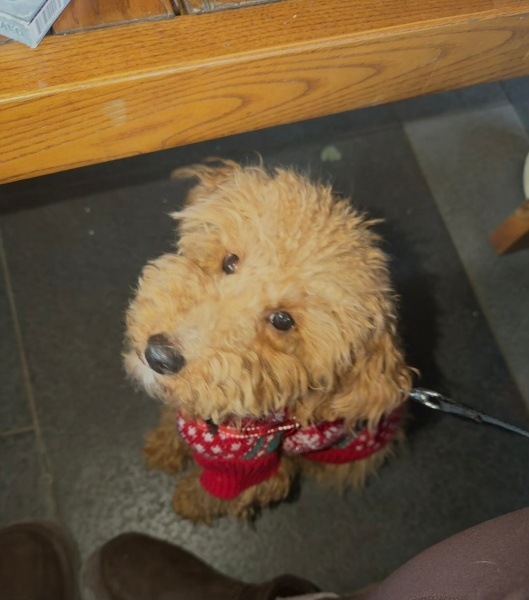Poodle (Minyatür Kaniş), Köpek  Kaju fotoğrafı