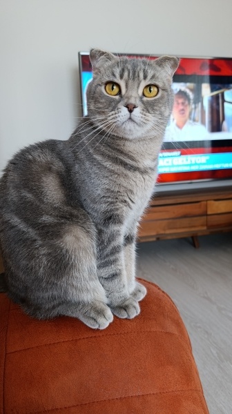 Scottish Fold, Kedi  İnci fotoğrafı