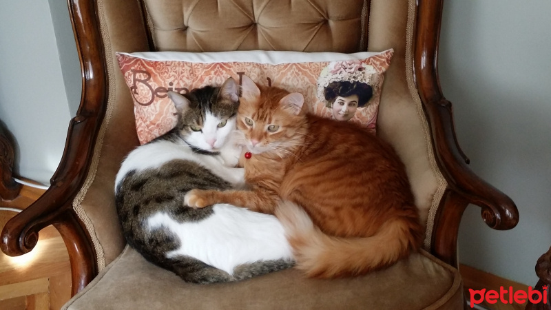 Tekir Kedi, Kedi  puk&coco fotoğrafı