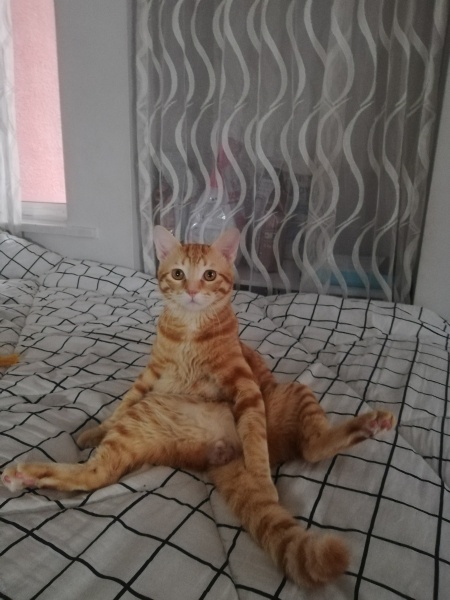 Sarman, Kedi  Abidin fotoğrafı