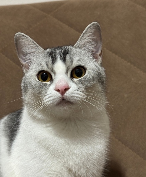 British Shorthair, Kedi  Umay fotoğrafı