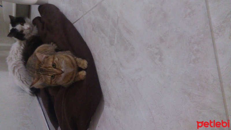 Tekir Kedi, Kedi  Bamya fotoğrafı