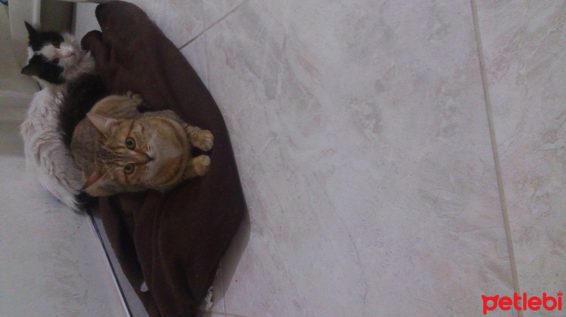 Tekir Kedi, Kedi  Bamya fotoğrafı