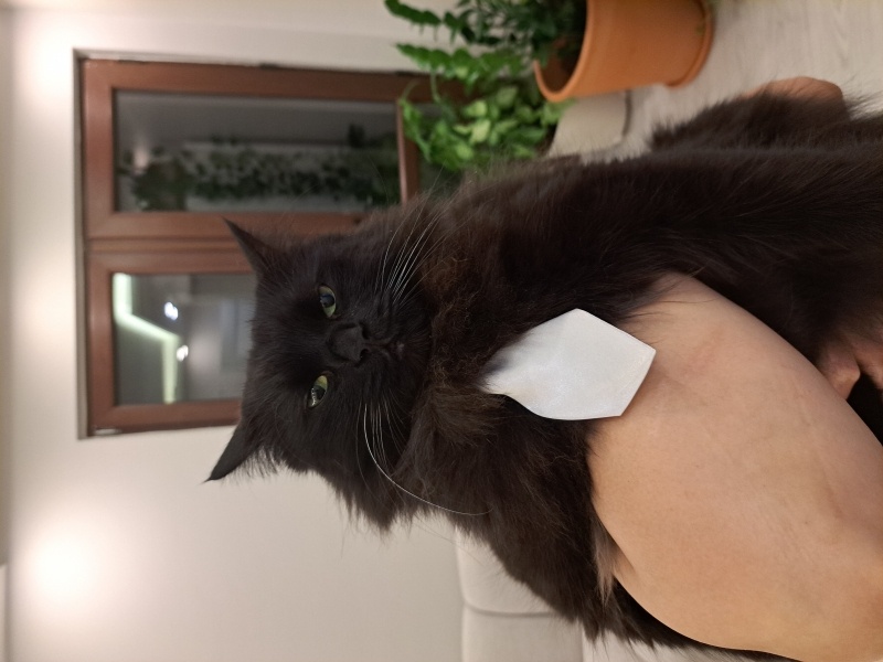 British Longhair, Kedi  BAGHEERA fotoğrafı