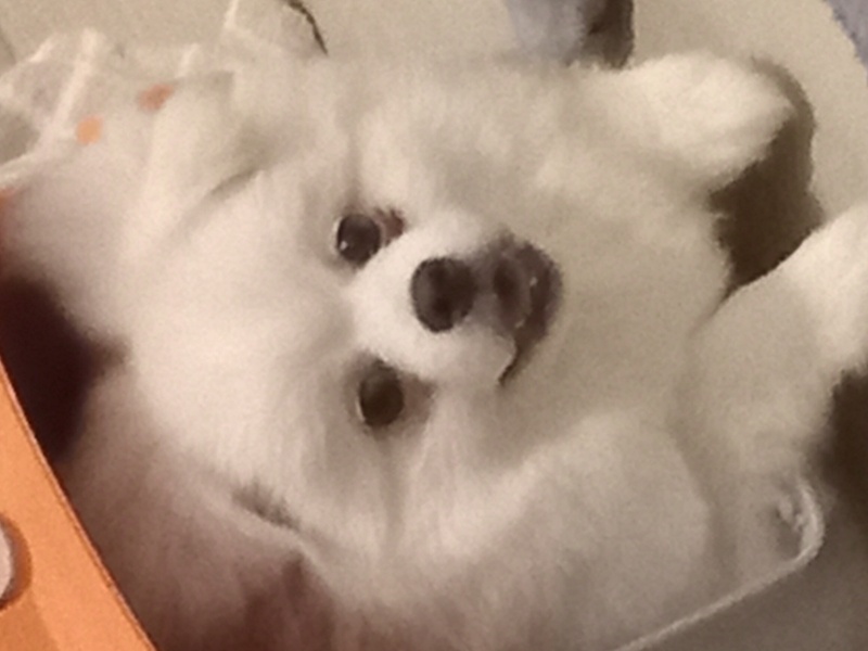 Pomeranyalı, Köpek  Moly fotoğrafı