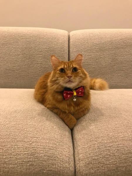 Sarman, Kedi  BONCUK fotoğrafı