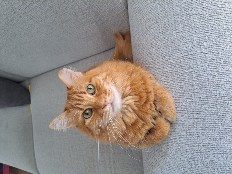 Sarman, Kedi  BONCUK fotoğrafı