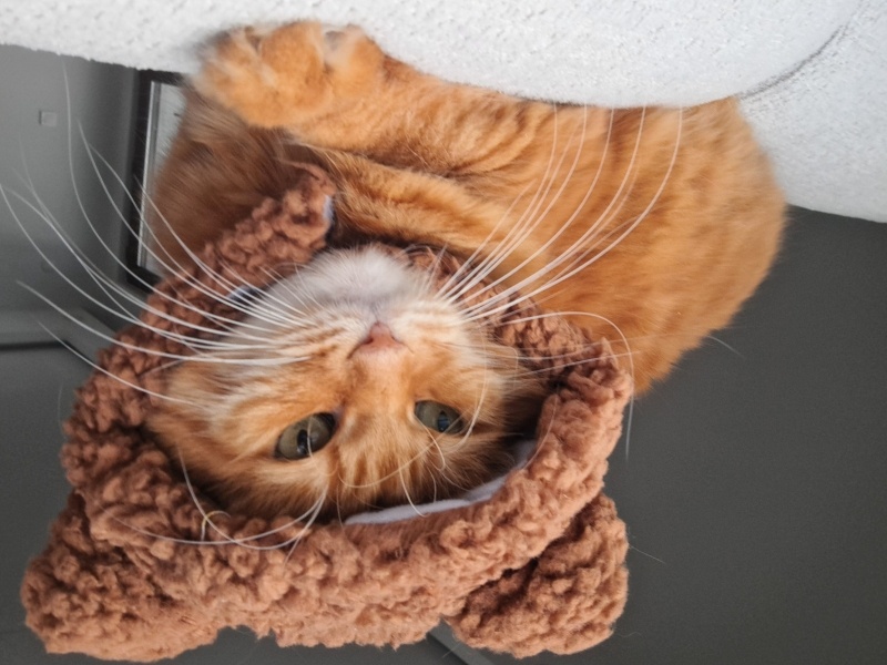 Sarman, Kedi  BONCUK fotoğrafı