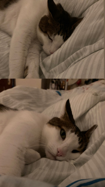 Tekir Kedi, Kedi  Yaman fotoğrafı