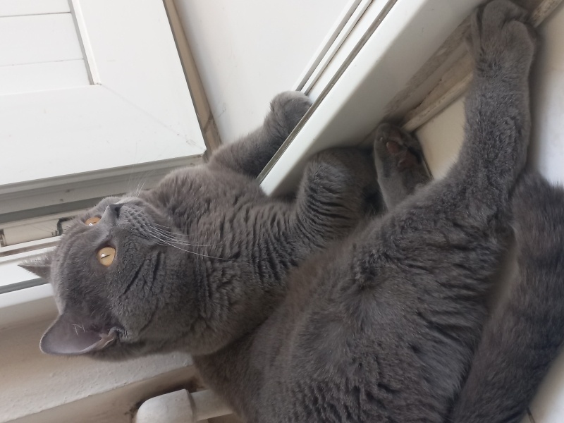 British Shorthair, Kedi  Paşa fotoğrafı