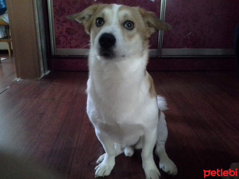 Jack Russell Terrier, Köpek  Rocky fotoğrafı