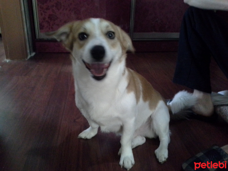 Jack Russell Terrier, Köpek  Rocky fotoğrafı