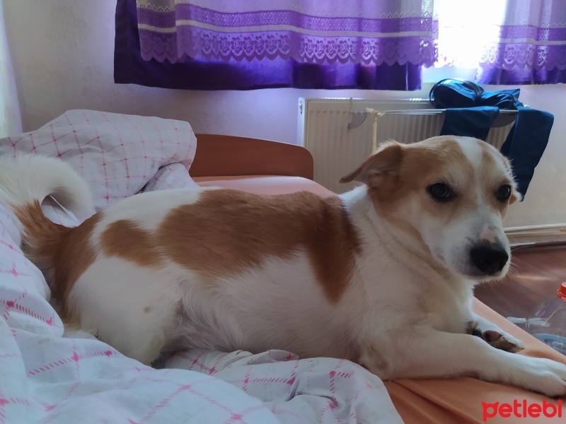 Jack Russell Terrier, Köpek  Rocky fotoğrafı