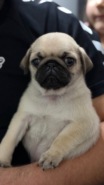 Pug, Köpek  Oscar fotoğrafı