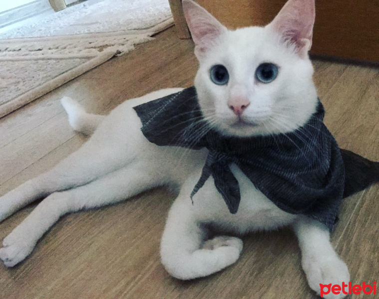 Van Kedisi, Kedi  Paşam fotoğrafı