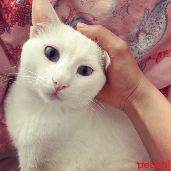 Van Kedisi, Kedi  Paşam fotoğrafı
