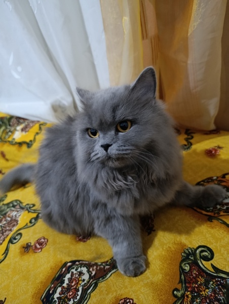British Longhair, Kedi  Luna fotoğrafı