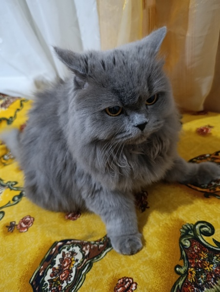 British Longhair, Kedi  Luna fotoğrafı