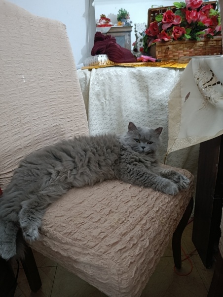 British Longhair, Kedi  Luna fotoğrafı