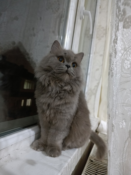 British Longhair, Kedi  Luna fotoğrafı