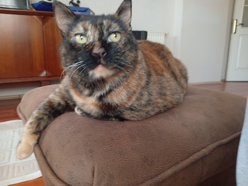 Tekir Kedi, Kedi  Çirkin fotoğrafı