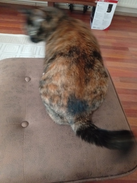 Tekir Kedi, Kedi  Çirkin fotoğrafı