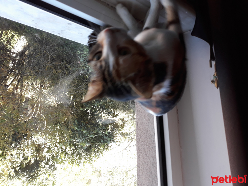 Tekir Kedi, Kedi  Pamuk fotoğrafı