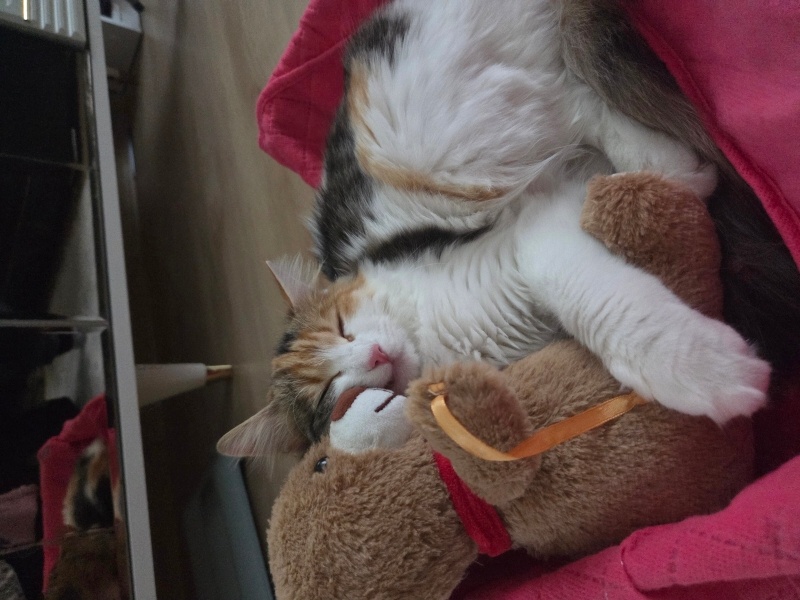 Tekir Kedi, Kedi  Tofi fotoğrafı