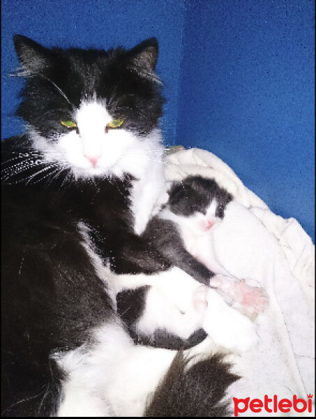 Tuxedo (Smokin) Kedi, Kedi  Tüllü fotoğrafı