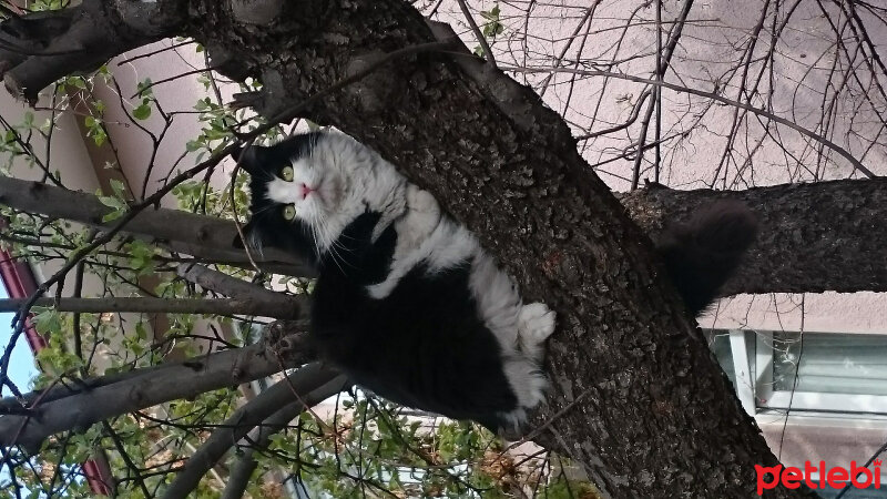 Tuxedo (Smokin) Kedi, Kedi  Tüllü fotoğrafı