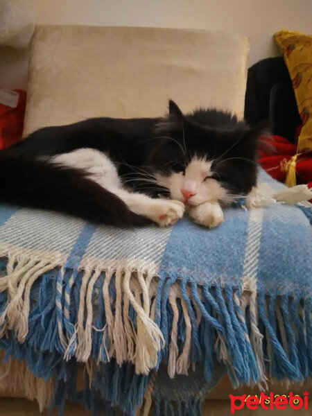 Tuxedo (Smokin) Kedi, Kedi  Tüllü fotoğrafı