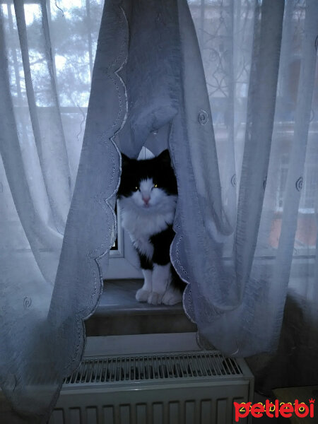 Tuxedo (Smokin) Kedi, Kedi  Tüllü fotoğrafı