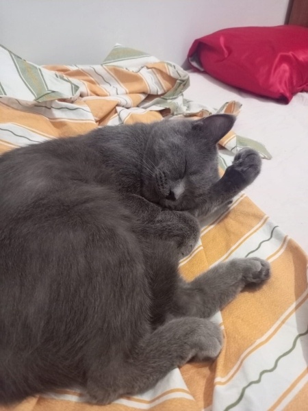 Brazilian Shorthair, Kedi  Romeo fotoğrafı