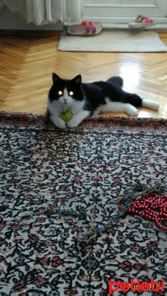 Tuxedo (Smokin) Kedi, Kedi  İpek fotoğrafı