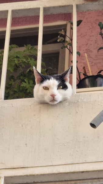 Bombay, Kedi  Kavun fotoğrafı