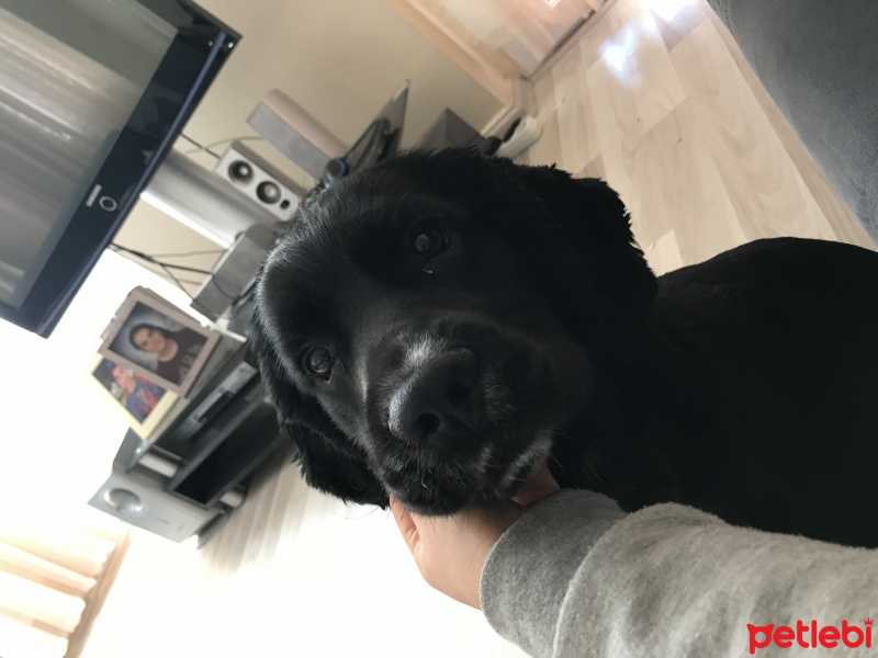 Amerikan Cocker Spaniel, Köpek  Leon fotoğrafı