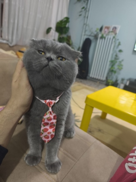 British Shorthair, Kedi  Prens fotoğrafı