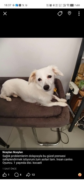 Bedlington Terrier, Köpek  Salep fotoğrafı