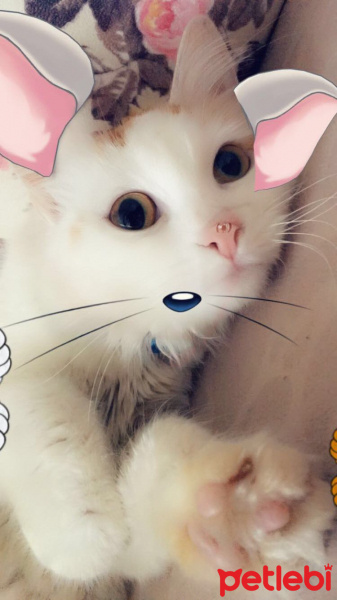 American Bobtail, Kedi  Pamuk fotoğrafı