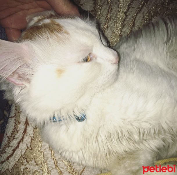 American Bobtail, Kedi  Pamuk fotoğrafı