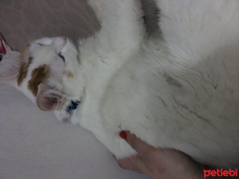 American Bobtail, Kedi  Pamuk fotoğrafı
