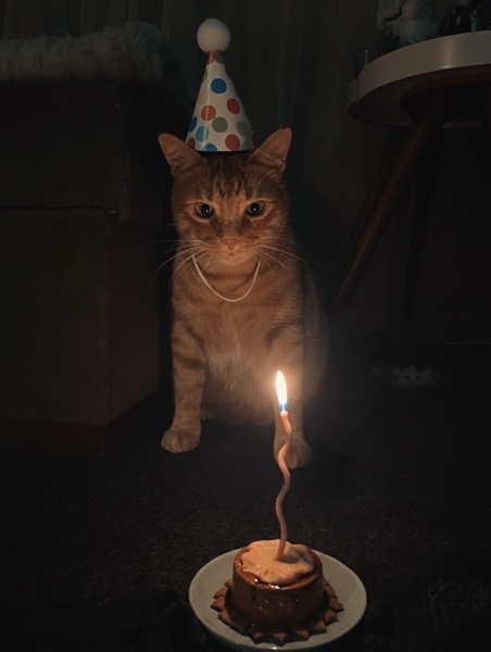 Sarman, Kedi  Leo fotoğrafı