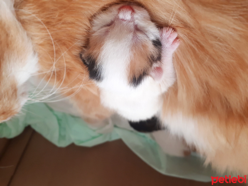 Tekir Kedi, Kedi  Şanslı fotoğrafı